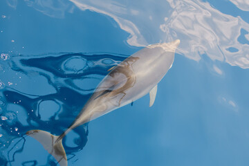 Delfin © Philippe