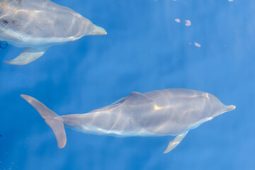Delfin © Philippe