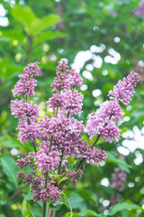 Lilac shrub flower blooming in spring garden. Common lilac Syringa vulgaris bush