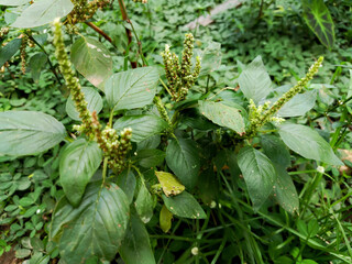 close up view of a Green amaranth (Amaranthus viridis)