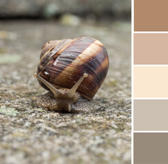 Brown beige land snail (Helix lucorum, Helix pomatia) terrestrial pulmonate gastropod mollusk with large spiral shell. Color palette swatches, natural combination of colors, inspired by nature