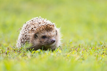 hedgehog on the grass.