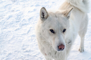 Naklejka premium White stray northern dog asks for food and builds eyes in the Russian North