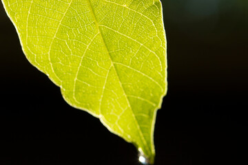 water drop on green leaf