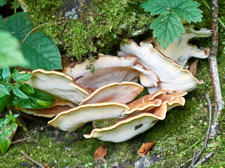 Bracket mushrooms growing on an old moss covered log