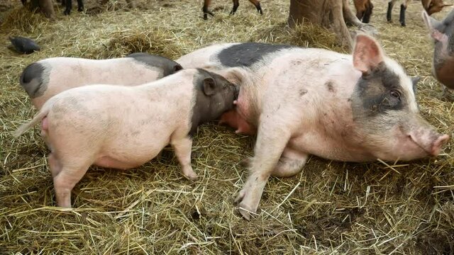 pigs in a farm. The pig is breastfeeding small piglets.  Piglets wave their tails with pleasure.  Pig breeding, animal husbandry