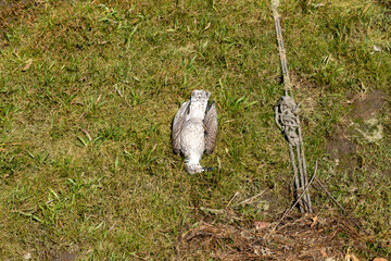 Dead seagull on river shore at Fao in Esposende, Portugal. The body of a dead gull bird on the river bank.