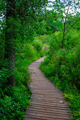 path in the woods