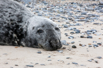 Obraz premium Kegelrobbe