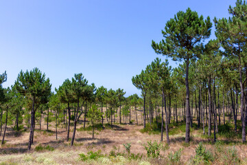 Fototapeta na wymiar Sand dunes with pine trees forest a few steps away from the beautiful beach of Cabedelo in Viana do Castelo, Portugal.