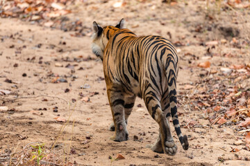 Great Bengal Tiger male in their nature habitat. Close Up of Tiger walk saying Follow me. Wildlife scene with Danger Animal. Hot summer in India. Dry area with beautiful Indian Tiger, Panthera Tigris