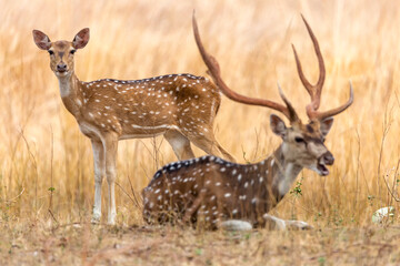 Spotted Deer Chital Deer with Antlers	
in Angry Mood Male Sitting and Female Standing on a grassland in Morning Golden Light 