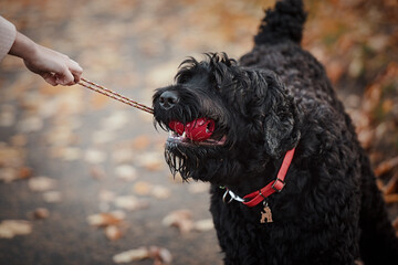 black russian terrier with red toy
 - obrazy, fototapety, plakaty
