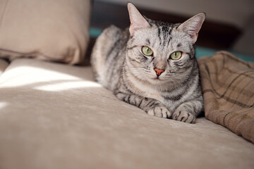Fototapeta na wymiar Portrait of a pretty cat is sitting on a sofa.