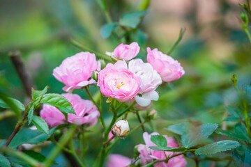 Obraz na płótnie Canvas Beautiful pink roses flower in the garden
