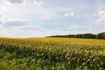 Fototapeta premium field of orange sunflowers