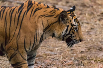 Great Bengal Tiger male in their nature habitat. Close Up of Tiger walk. Wildlife scene with Danger Animal. Hot summer in India. Dry area with beautiful Indian Tiger, Panthera Tigris