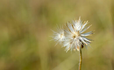 seeds of Coat buttons or tridax daisy