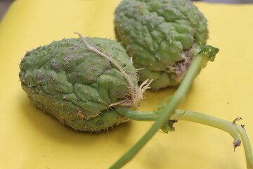 Germinated or sprouted chayote fruits on yellow background, Sechium edule