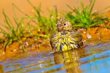Serin, Serinus serinus, Forest Pond, Mediterranean Forest, Castile and Leon, Spain, Europe