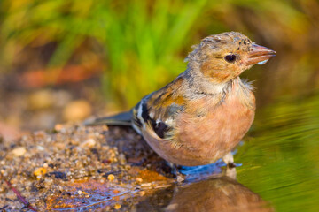 Chaffinch, Fringilla coelebs, Forest Pond, Mediterranean Forest, Castile and Leon, Spain, Europe