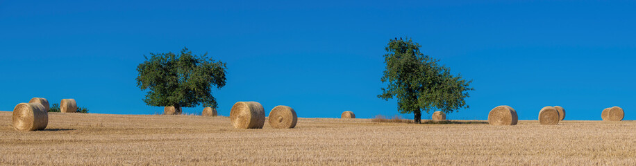 Scattered straw bailes between two trees in perfect harmony