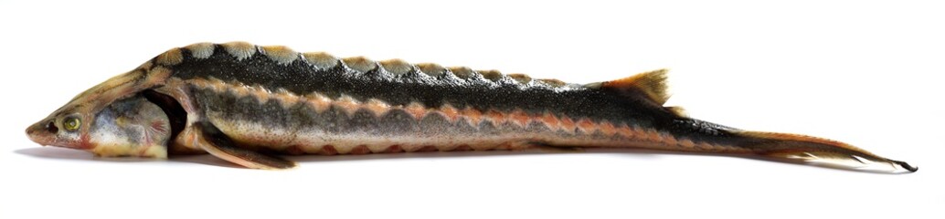 Russian tsar fish - wild sturgeon