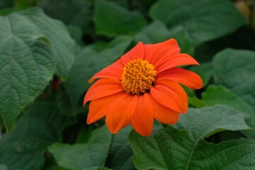 Gerbera en gros plan dans un jardin