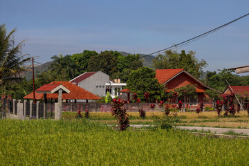 a house in rural Indonesia surrounded by rice fields with a mountain background