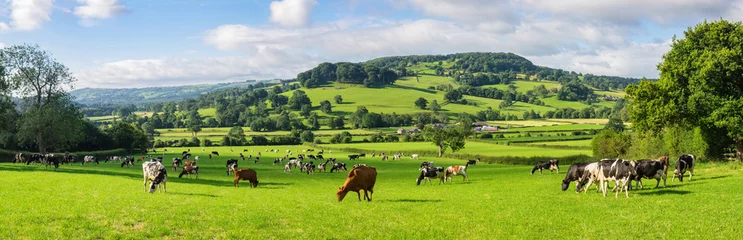 Foto op Aluminium Een kudde Holstein-melkvee dat graast in het veld langs de Wye Valley in het piekdistrict van Derbyshire. Peaktor of Pictor op de achtergrond © Mike