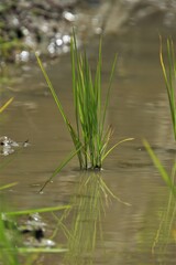 田植え直後の稲の苗
