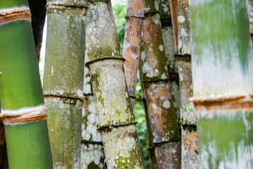 natural bamboo wallpaper, green and brown, parallel stems, chinese background
