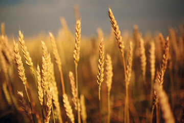 Close up of ripe wheat ears. Selective focus