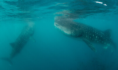 Naklejka premium Whale sharks feeding on copepods, Sea of Cortez, Baja California, Mexico.