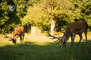 Amazing two deers stag with majesty antlers in the nature