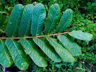 Senna alata is an important medicinal tree, It also known as emperor's candlesticks, candle bush,...