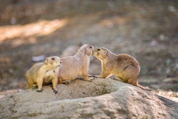 A family of prairie black-tailed dogs. Two Prairie dogs hug and kiss each other. Cynomys ludovicianus in love.Selective focus