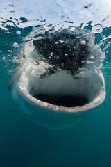 Whale shark feeding on copepods, Sea of Cortez, Baja California, Mexico.