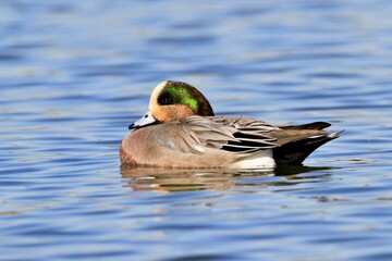 ヒドリガモxアメリカヒドリ