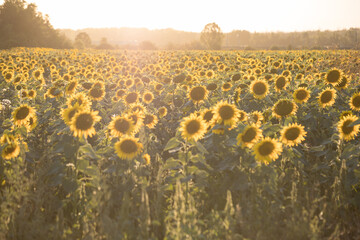 Obraz premium Sonnenblumenfeld im Gegenlicht