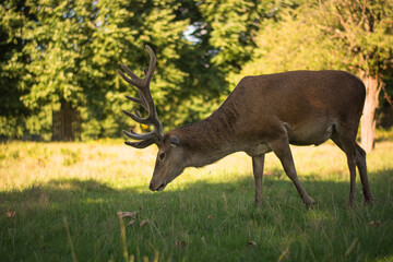 Amazing deer stag with majesty antlers portrait in the nature