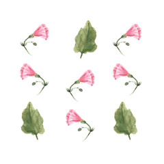 Botanical watercolor illustration of Pink Morning Glory Field Bindweed, Convolvulus arvensis flowers isolated on white background. Could be used as decoration for web design, cosmetics design, package