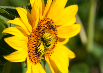
bee on a yellow sunflower close-up