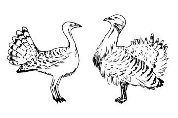 Vector ink drawing. Great bustard bird, otis tarda female, male isolated on a white background. Ornithology, steppe animals, nature, wildlife.
