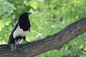 Asian bird of black and white color, looking in profile on a branch during a sunny day