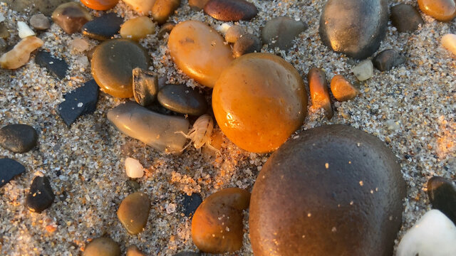 Talitrus saltator on the pebble shore of Esposende, Portugal. Talitrus saltator, a species of sand hopper, is a common amphipod crustacean of sandy coasts around Europe.