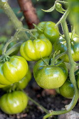 Close up of a tomato vine with vivid colors