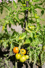 Close up of a tomato vine with vivid colors