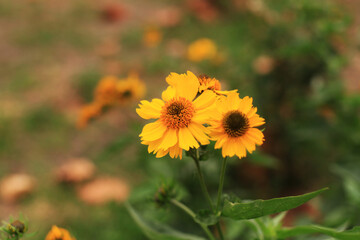 beautiful yellow flowers