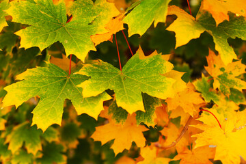 autumn leaves background